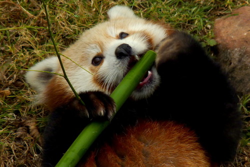 Resultado de imagem para red panda eating